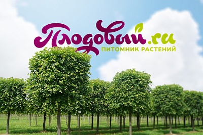 Интернет-магазин саженцев «Плодовый»